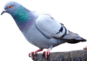 Pigeon PNG-54608